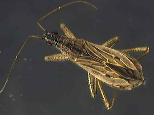 Nabis rugosus